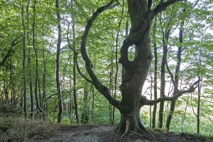 Fairytale-like tree, forest, Daenisch-Nienhof