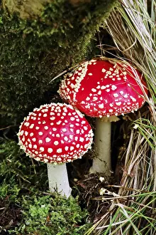 Fairytale toadstool (Amanita muscaria) in autumn in the forest