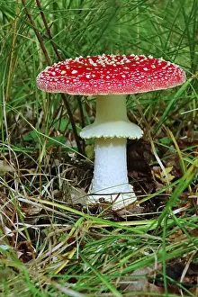 Fairytale toadstool (Amanita muscaria) in autumn in the forest