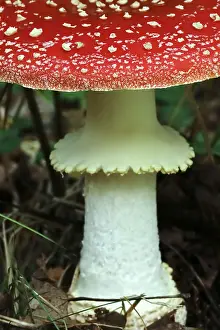 Fairytale toadstool (Amanita muscaria) in autumn in the forest