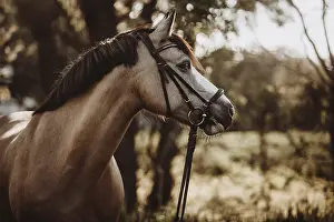 Falbe, horse with snaffle on willow