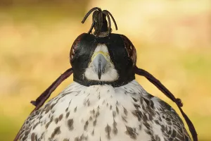 Falcon, Gerfalcon, Saker falcon