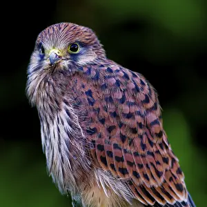 A falcon with lively feather patterns looks attentively into the camera