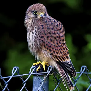 Falcon sitting on a fence, attentively observing the surroundings