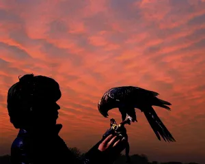 FALCONER WITH GOSHAWK (accipiter gentilis)