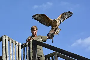 Falconer Ilka Simm-Schonholz with eagle at the falconry centre in Potsdam<br> Falconer Ilka Simm-Sch