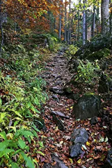 Falkenstein, National Park Bavarian Forest