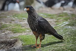 Falkland caracara (Phalcoboenus australis)