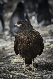 Falkland caracara (Phalcoboenus australis)