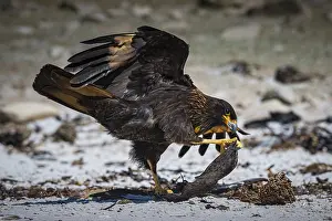 Falkland caracara (Phalcoboenus australis) playing with floating debris