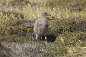 Falkland Skua (Catharacta skua antarcticai)