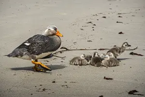 Falkland Steamer Duck (Tachyeres brachydactyla)