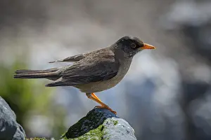 Falkland thrush, or Magellan thrush (Turdus falcklandii)
