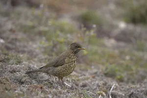 Falkland Thrush (Turdus f. falcklandii)