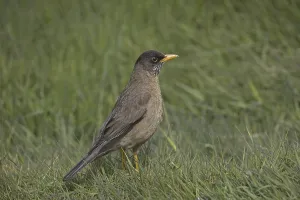 Falkland Thrush (Turdus f. falcklandii)