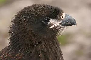 Falkland's Caracara, Falkland's Caracara
