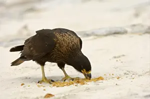 Falkland's Caracara, Falkland's Caracara