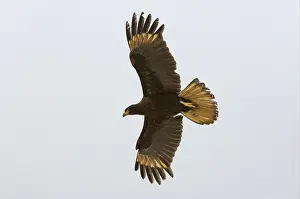 Falkland's Caracara, Falkland's Caracara