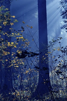 Fall atmosphere in the woods