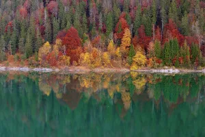 Fall foliage with refection in the lake. Early morning at the Sylvenstein reservoir, Reservoir in the Isarwinkel, municipality of Lenggries, built between 1954 and 1959 for flood protection in the Isar valley