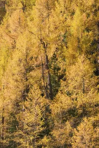 Fall foliage seen from the Malta Hochalm road