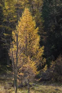 Fall foliage seen from the Malta Hochalm road