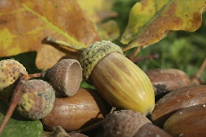 Fall forest floor: Acorns and oak leaves (Quercus robur)