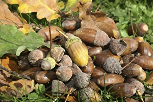 Fall forest floor: Acorns and oak leaves (Quercus robur)