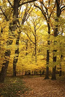 Fall forest and path way between the trees