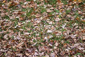 Fallen autumn leaves lie on the grass