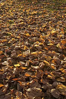 Fallen autumnal leaves of a Large-leaved Lime (Tilia platyphyllos)