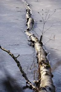 Fallen birch, ice, winter, Germany