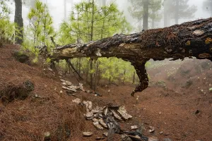 Fallen canary island pine (Pinus canariensis) in cloud forest