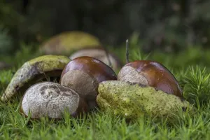 Fallen conkers, horse-chestnuts (Aesculus hippocastanum) from the horse-chestnut tree