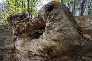 Fallen dead tree trunk in autumnal beech forest