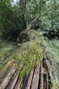Fallen English oak (Quercus robur) in the Hutewald forest