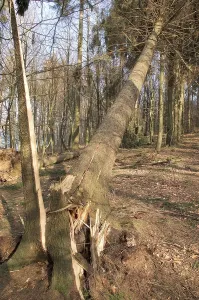 Fallen european spruce (Picea abies)