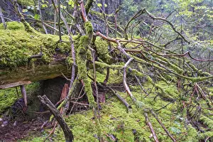 Fallen old tree covered in green moss in an old growth forest
