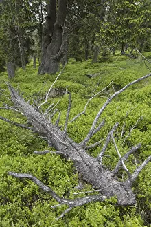 Fallen spruce tree in ancient coniferous forest in the Harz National Park