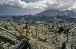 Many Fallen Timbers, Mt. St. Helens Aftermath 1980