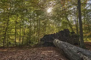 Fallen tree, autumn forest with copper beeches (Fagus silvatica)