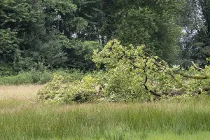 Fallen tree with green leaves laying in a meadow near the edge of a forest