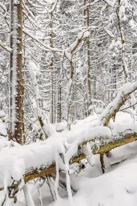 Fallen tree in a old growth forest with deep snow