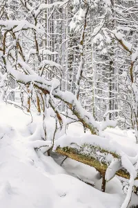 Fallen tree in a snowy old growth forest a cold winter day