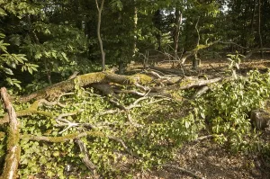 Fallen tree trunk and branches decaying on the forest floor