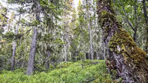 Fallen tree trunk covered with moss in a wooded landscape