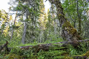Fallen tree trunk covered with moss in a wooded landscape
