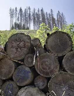 Fallen trees, dead, dead spruces (Picea)