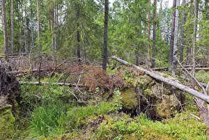Fallen trees in the forest