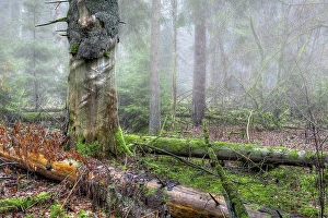 Fallen trees, forest dieback, Riedschachen